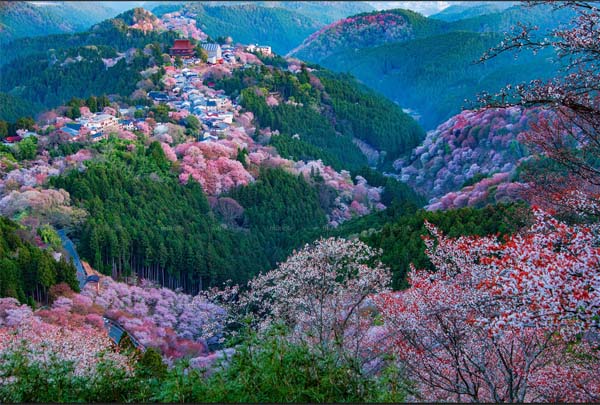 Tháng 4 - Tháng của hoa anh đào Nhật Bản